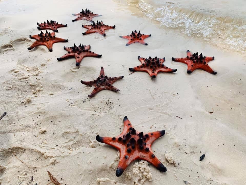 Starfish Beach